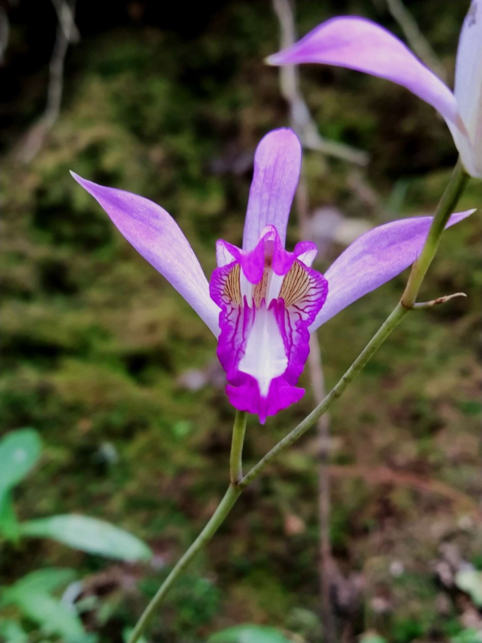 Image of Bletia warfordiana Sosa