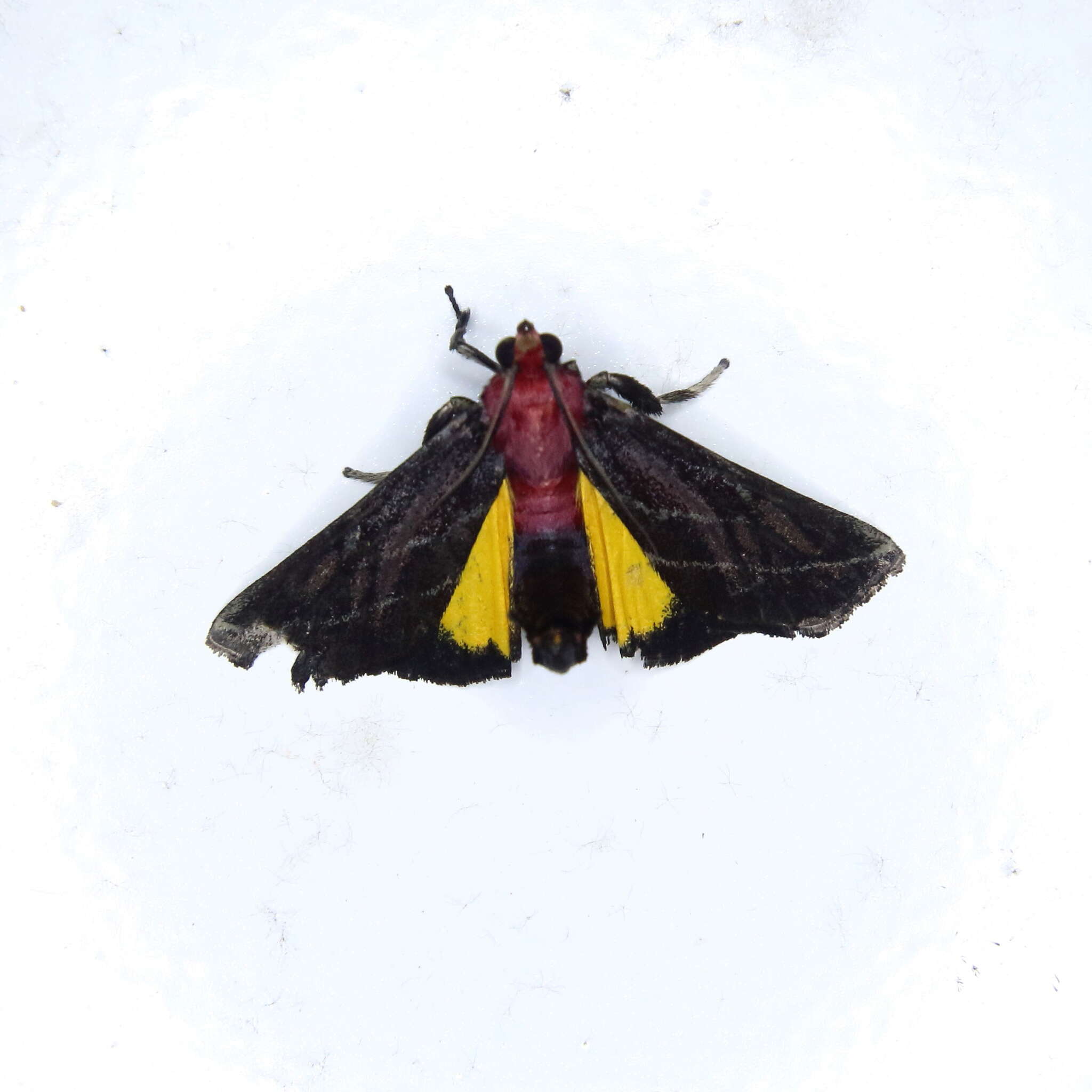 Image of Toccolosida rubriceps Walker 1863