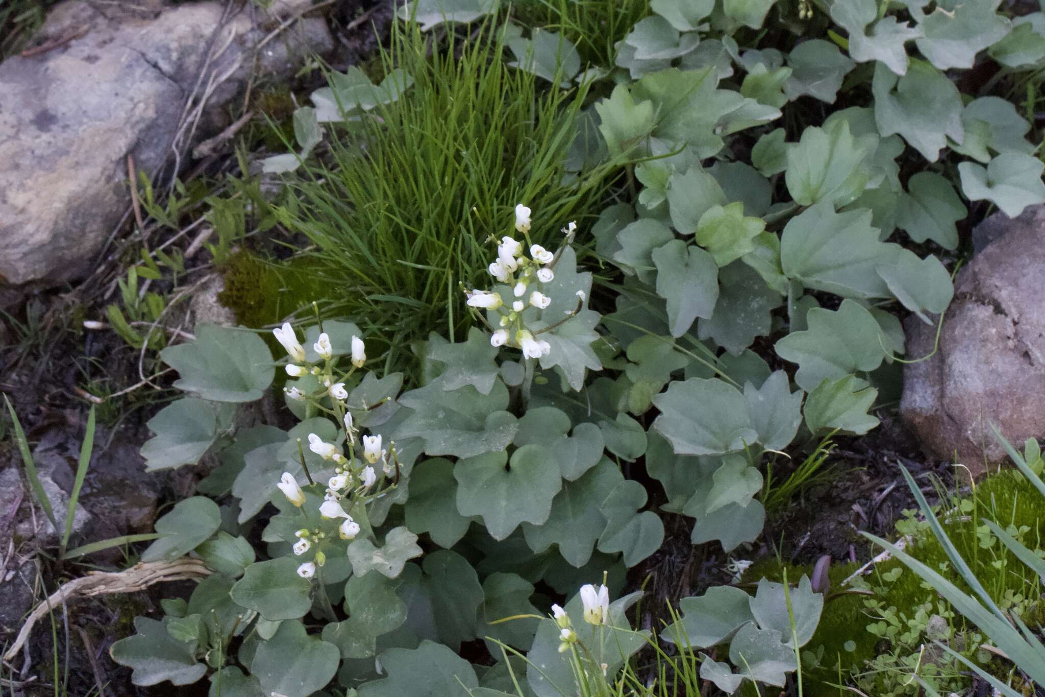 Image de Cardamine pachystigma (S. Watson) Rollins