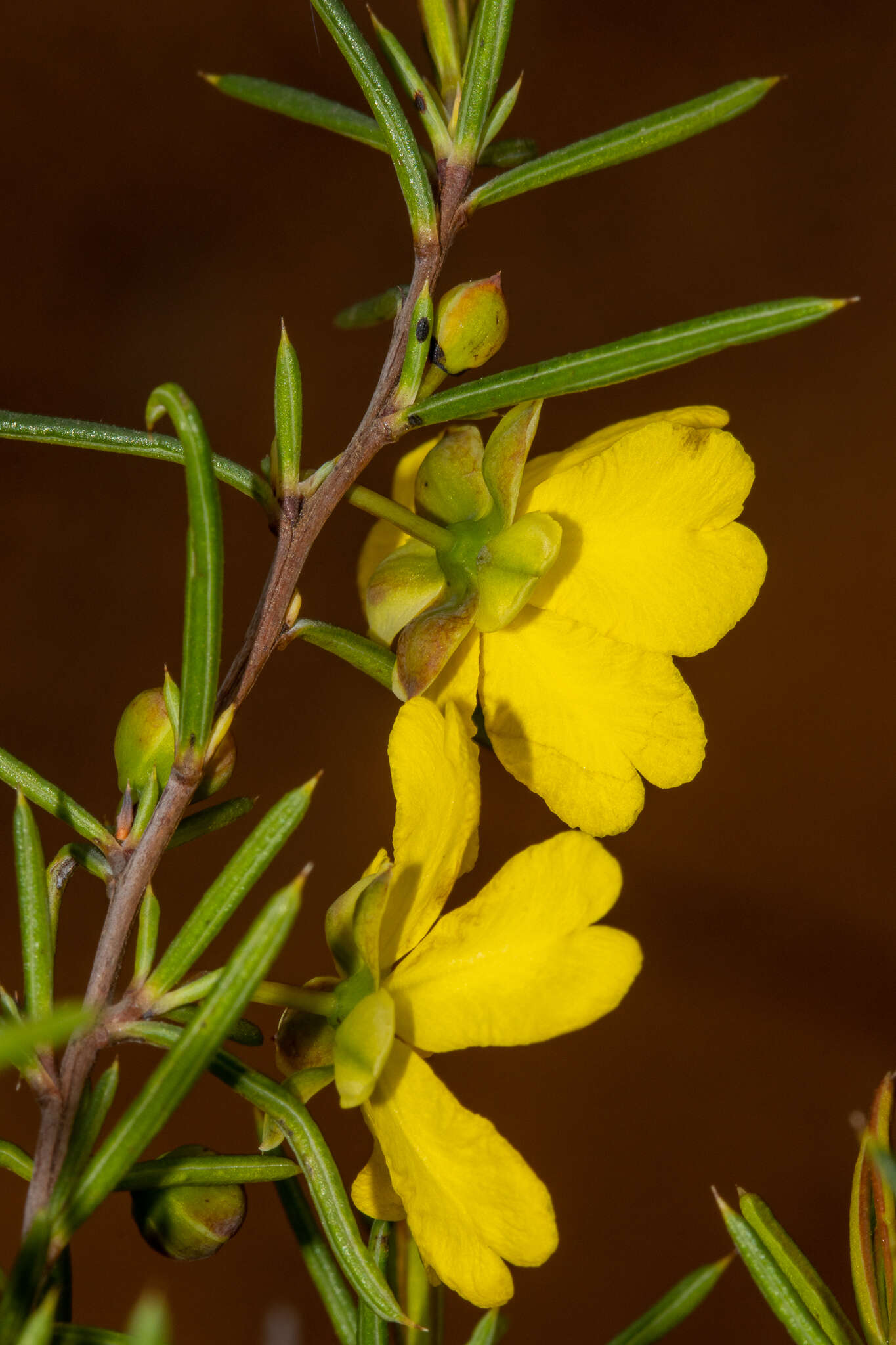 Image of Hibbertia exasperata (Steudel) Briq.