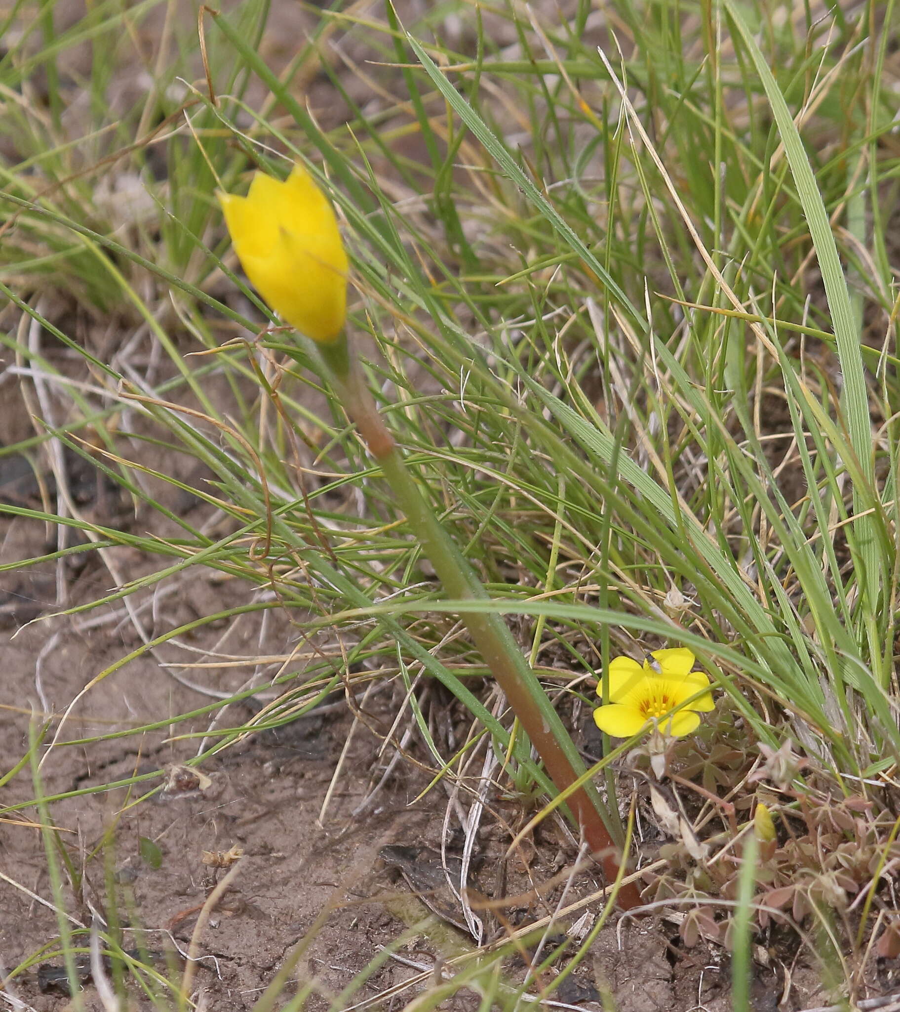 صورة Zephyranthes filifolia Herb. ex Kraenzl.