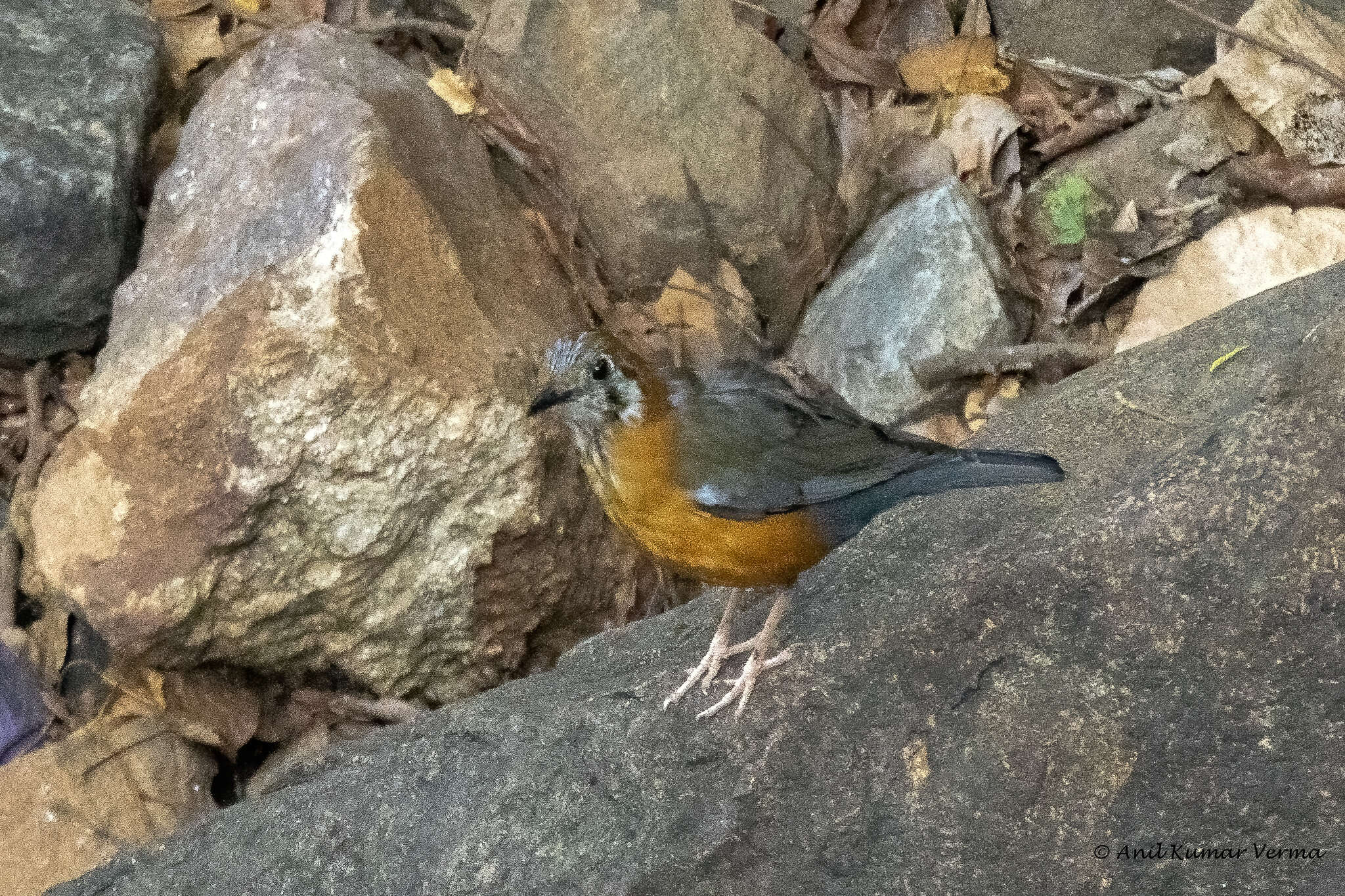 Image of Orange-headed Thrush