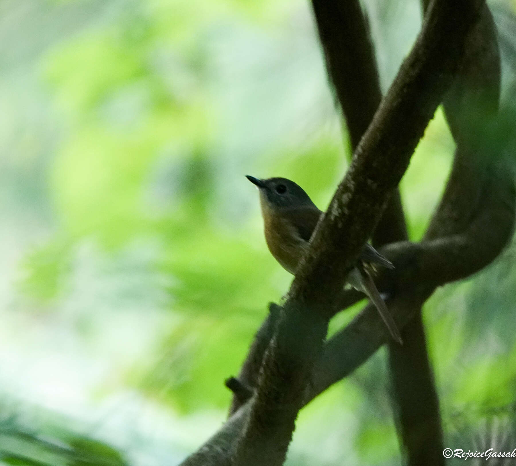 Image of Pale-chinned Blue Flycatcher