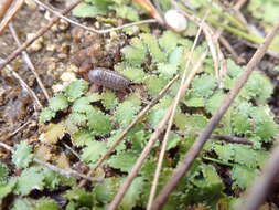 صورة Gunnera arenaria Cheesem. ex T. Kirk