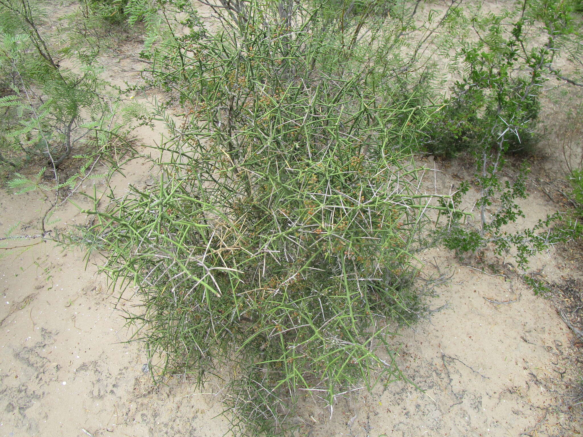 Image of crown of thorns