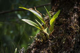 Image of Rhynchostele maculata (Lex.) Soto Arenas & Salazar