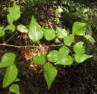 Plancia ëd Indigofera natalensis Bolus