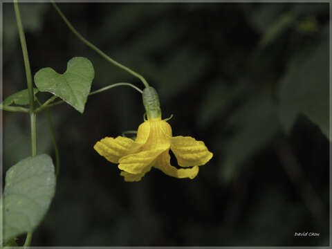 Image of Thladiantha punctata Hayata