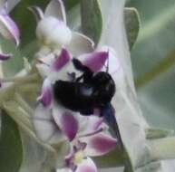 Image of Xylocopa sulcatipes Maa 1970