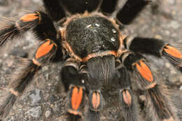 Image of Mexican flameknee tarantula