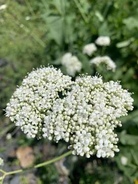 Image of Valeriana alliariifolia Adams