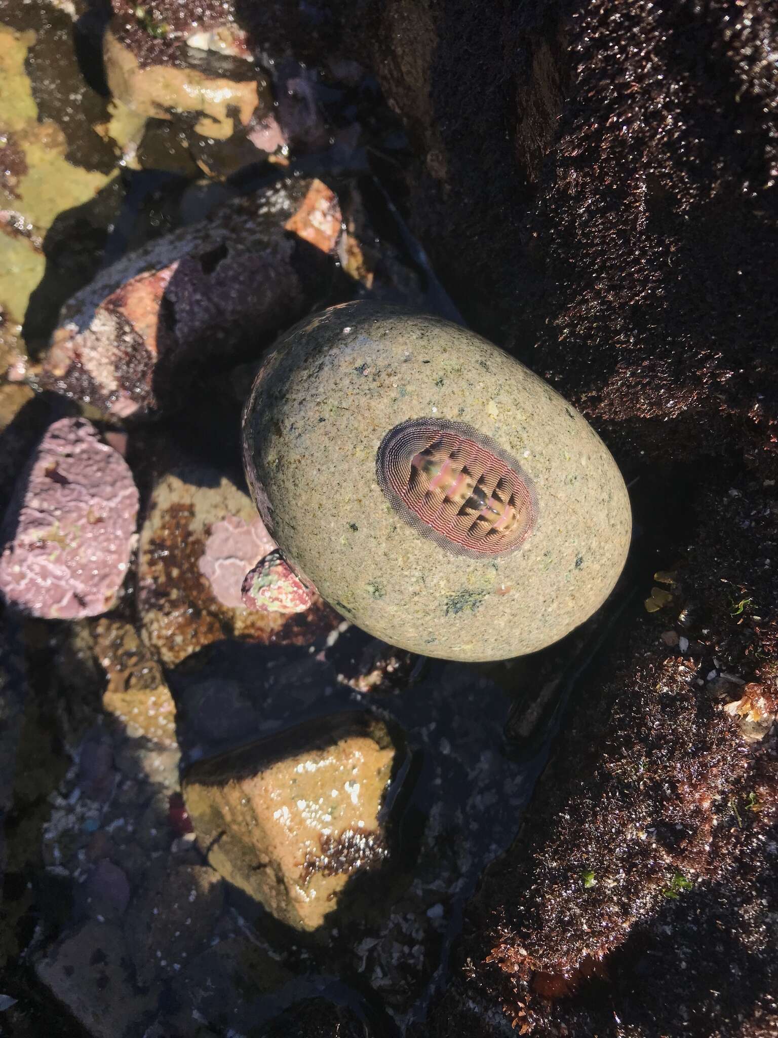 Image of Chiton cumingsii Frembly 1827