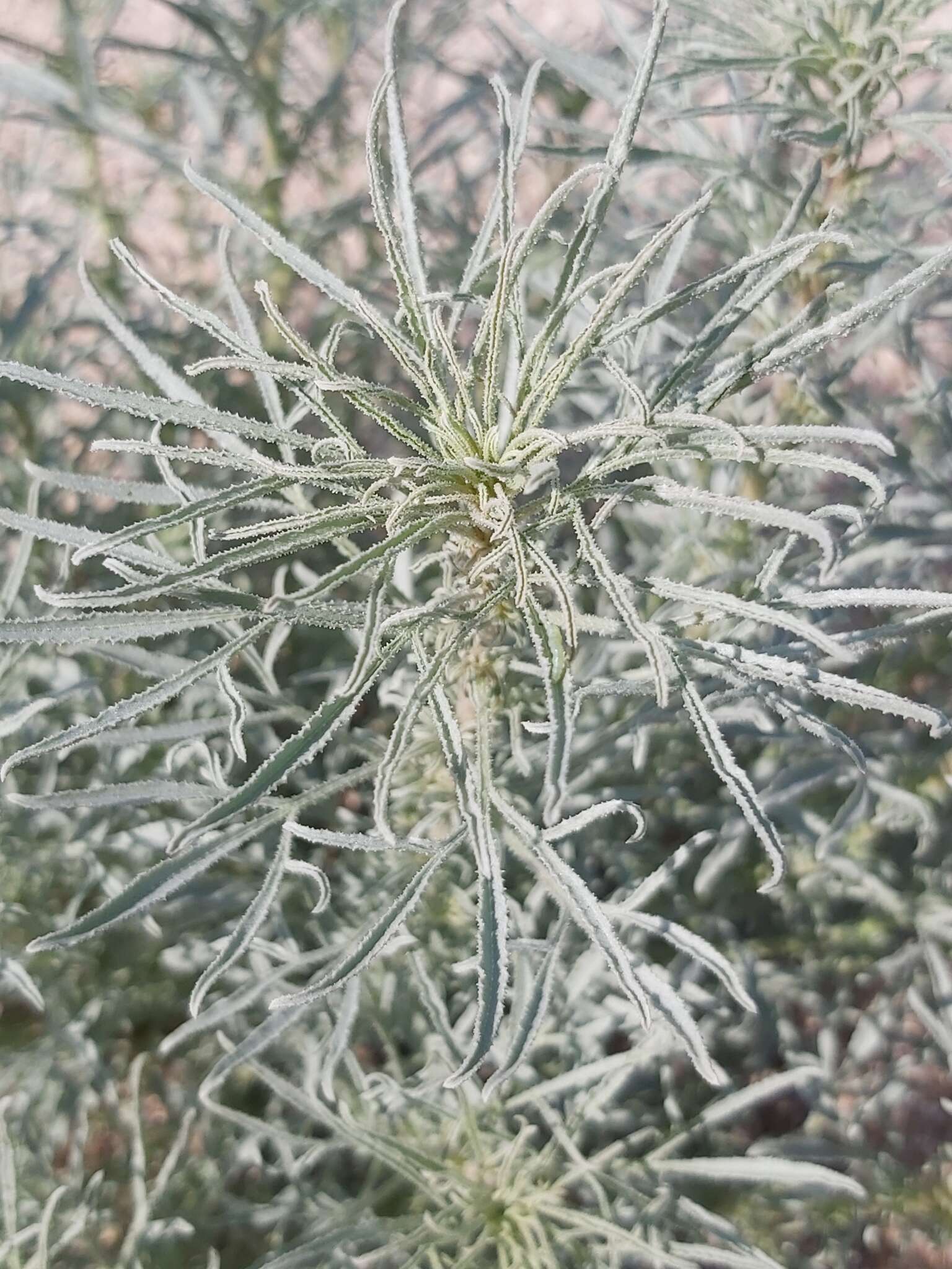 Image of Reseda muricata C. Presl