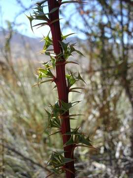 Image of Berberis glomerata Hook. & Arn.