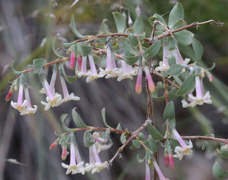 Image of desert snowberry