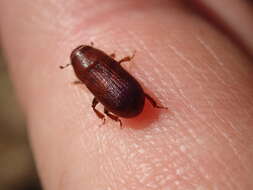 Image of Red Turpentine Beetle