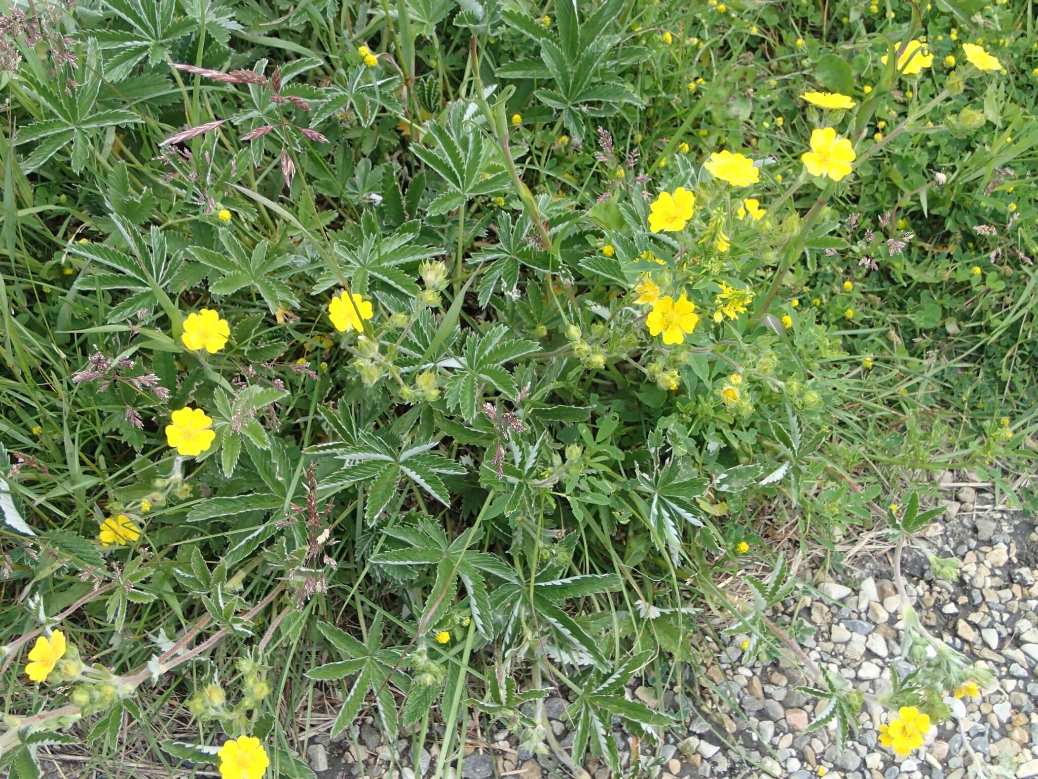 Image of Soft Cinquefoil