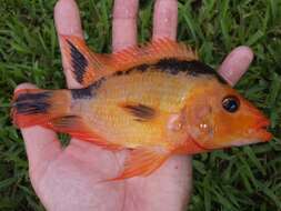 Image of Midas cichlid