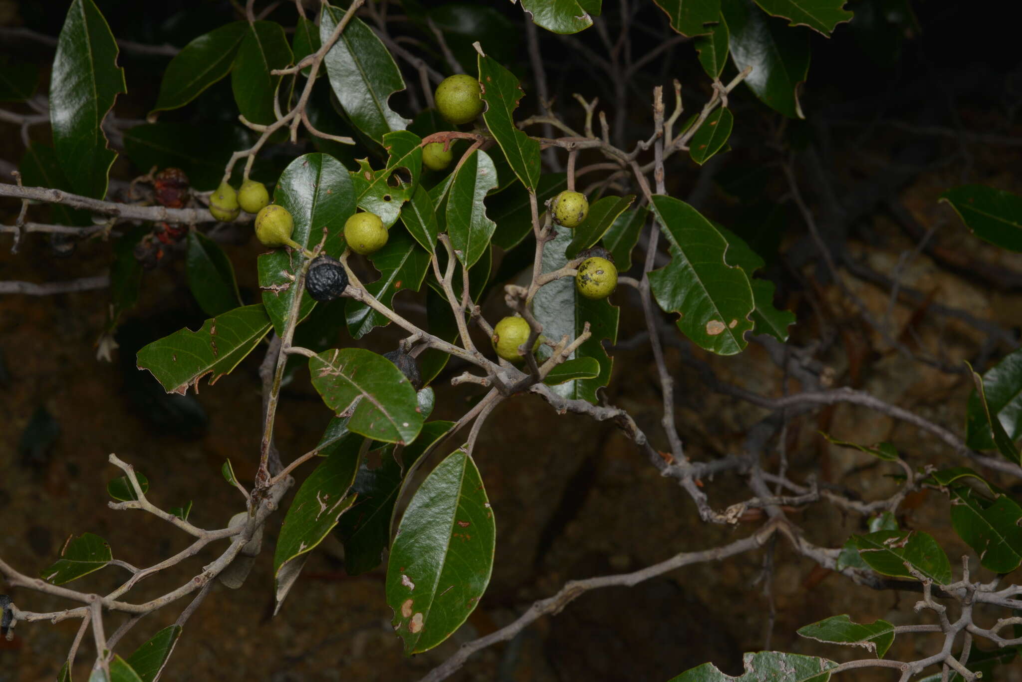 Image de Alphitonia neocaledonica (Schltr.) Guillaum.