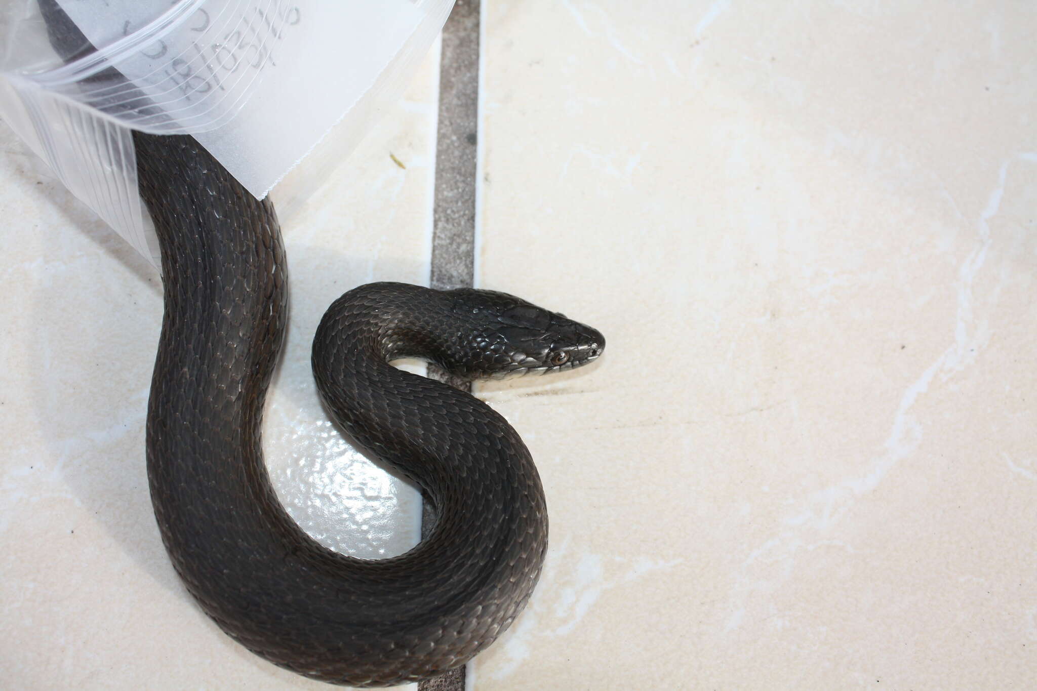 Image of Blackbelly Garter Snake