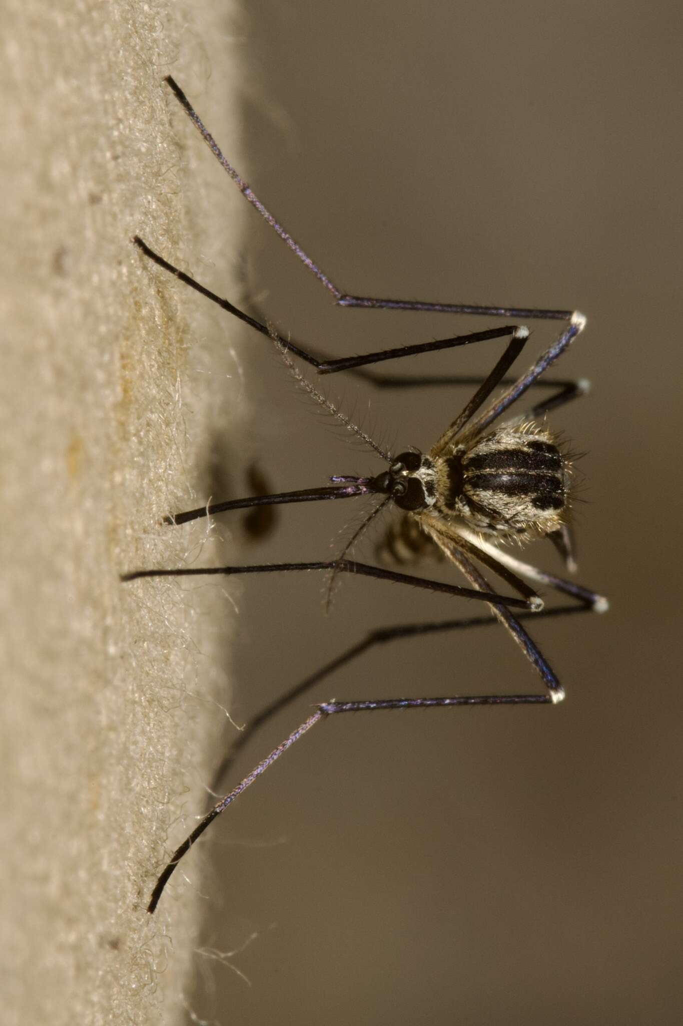 Image of Aedes geniculatus (Olivier 1791)