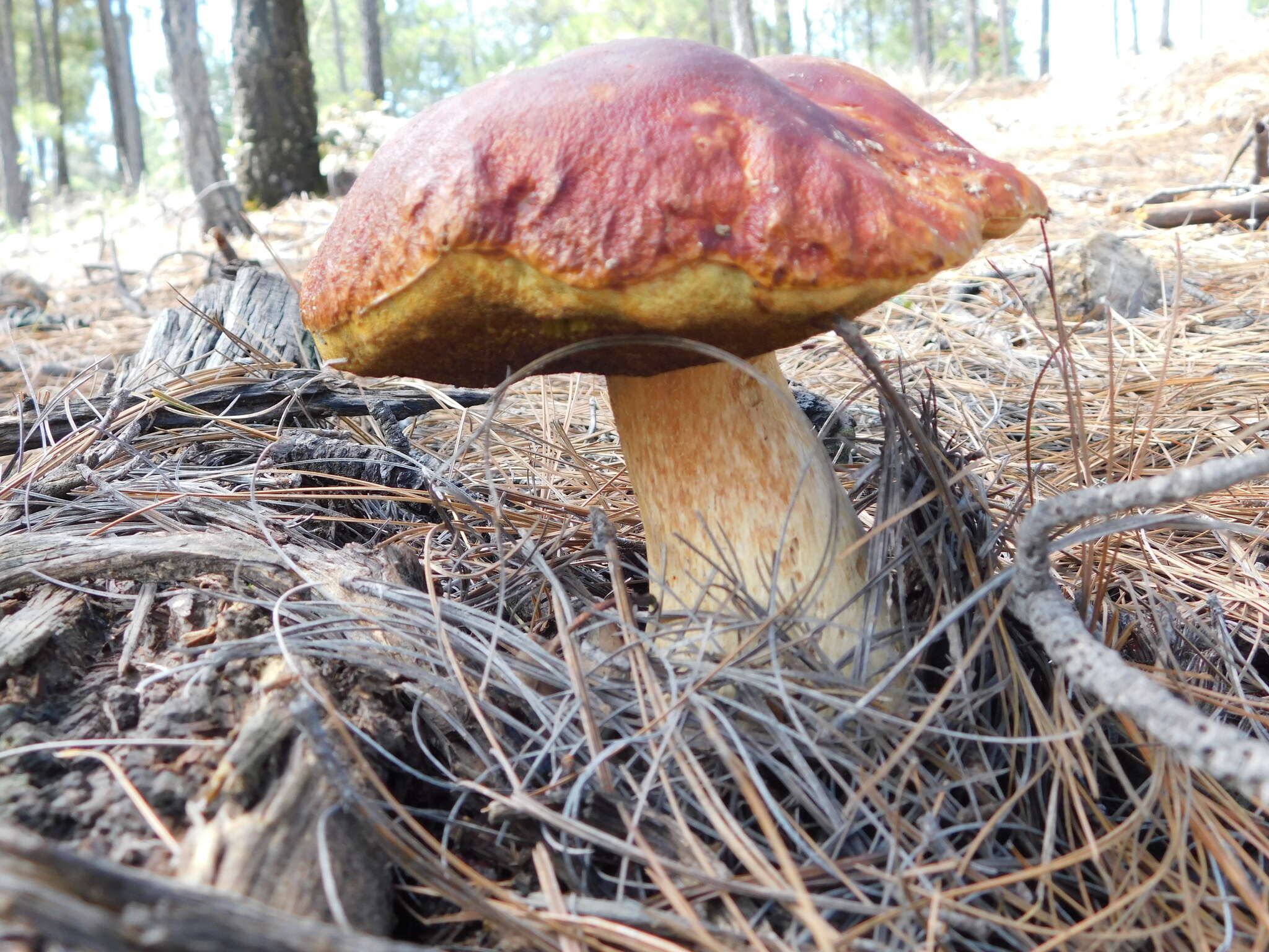 Boletus rubriceps D. Arora & J. L. Frank 2014 resmi