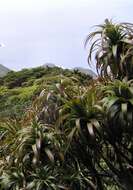 Dracophyllum fitzgeraldii F. Muell.的圖片