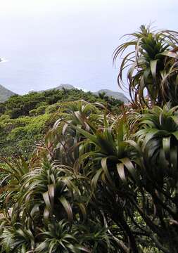 Dracophyllum fitzgeraldii F. Muell.的圖片