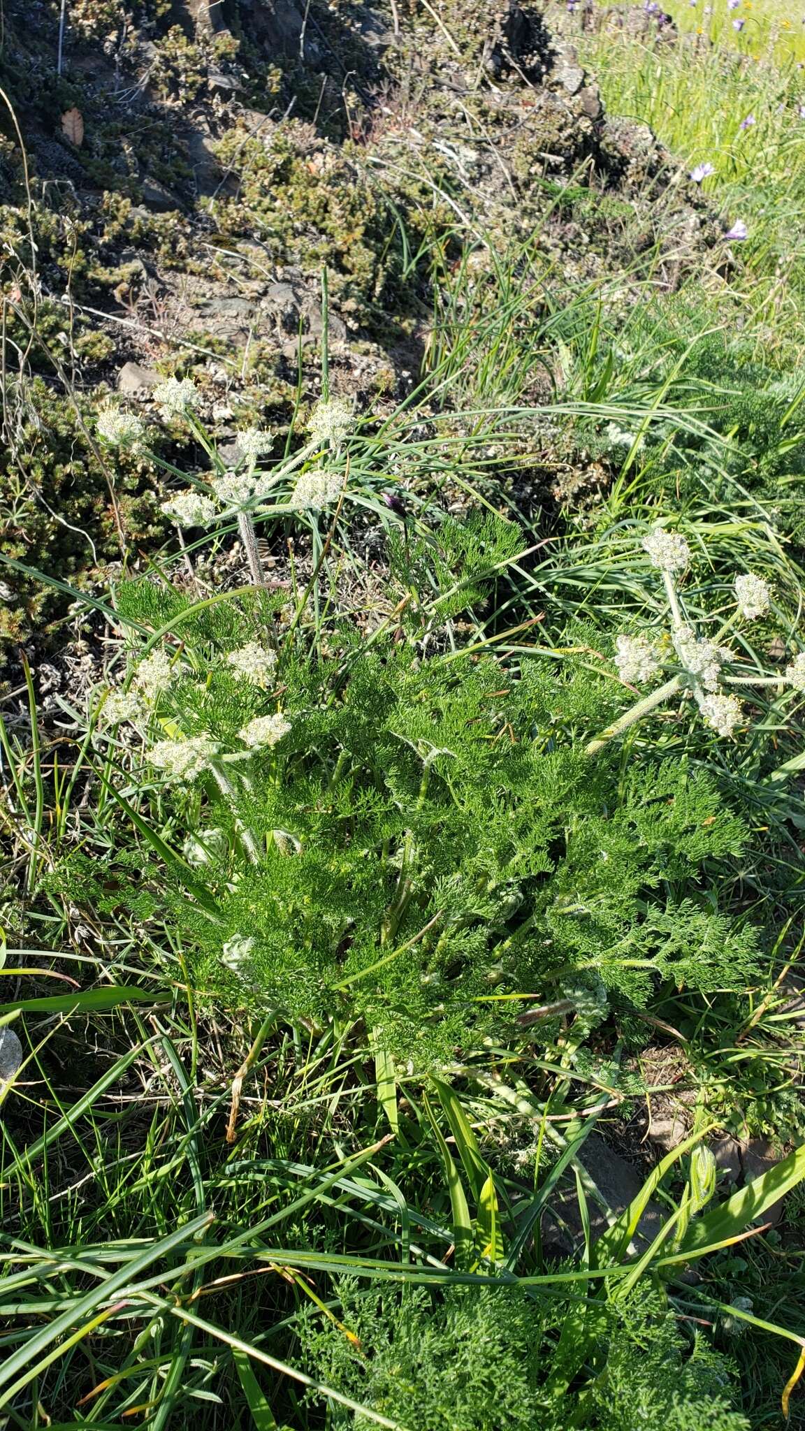 Image de Lomatium dasycarpum subsp. tomentosum (Benth.) Theob.