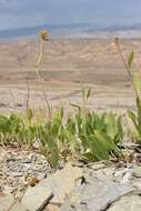 Image of Platyschkuhria integrifolia (A. Gray) Rydb.