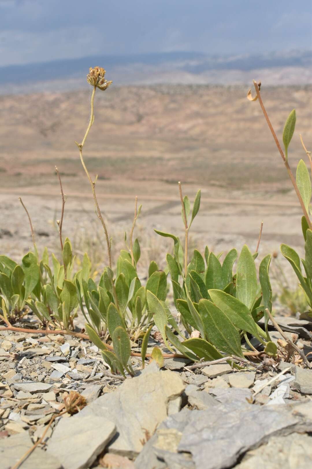 Image of Platyschkuhria integrifolia (A. Gray) Rydb.