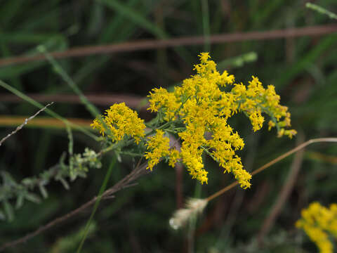 Image of gray goldenrod