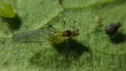 Image of Foxglove aphid