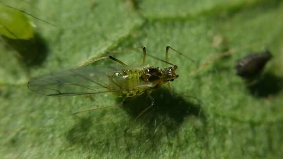 Слика од Aulacorthum (Aulacorthum) solani (Kaltenbach 1843)