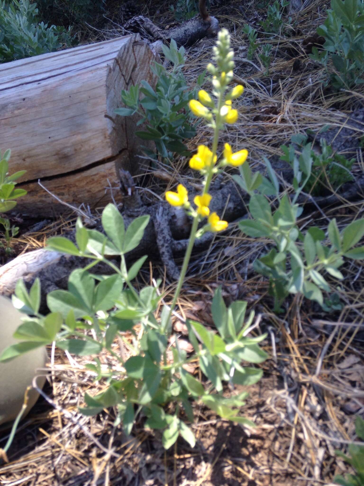 Image of California goldenbanner