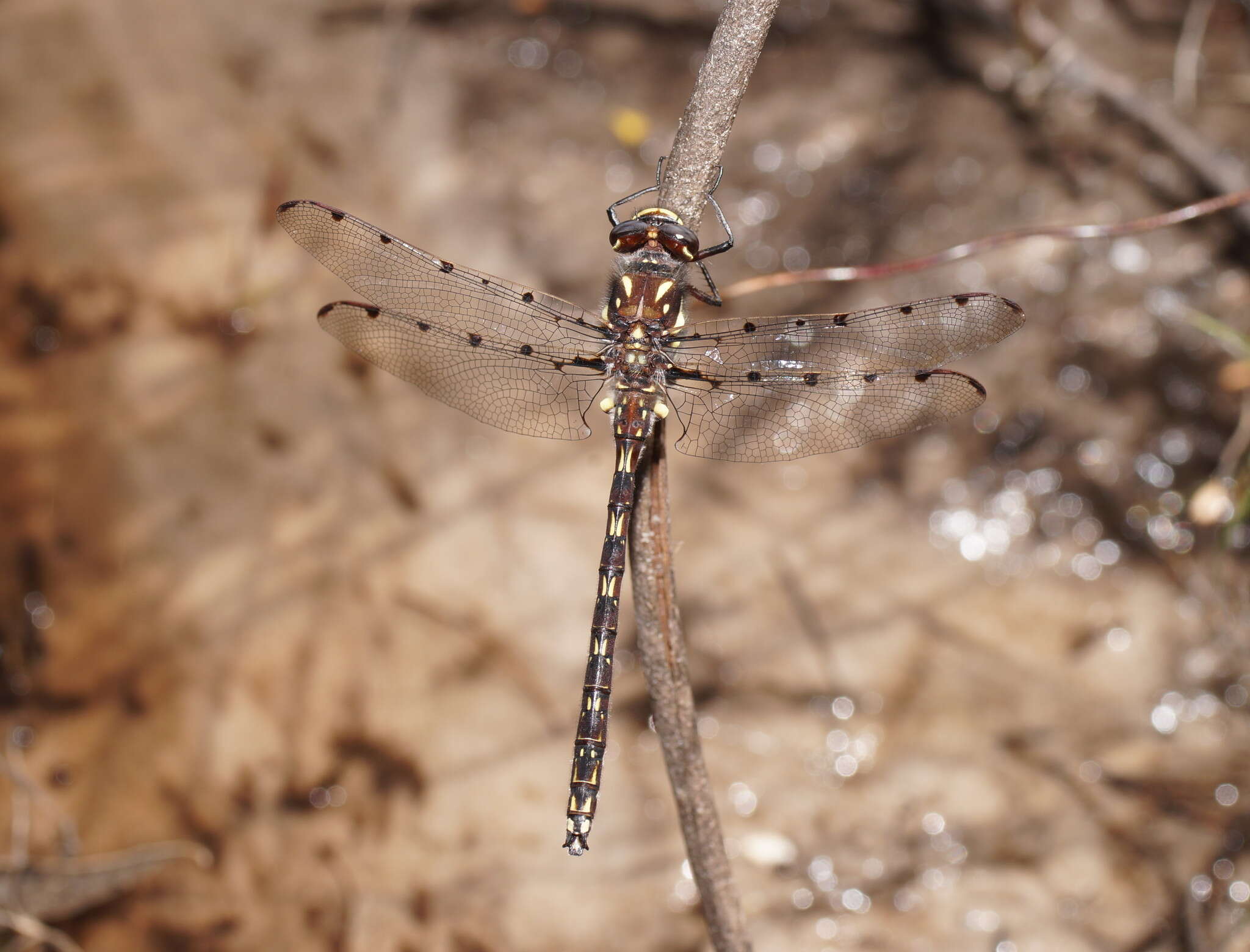 Image of Archipetalia auriculata Tillyard 1917