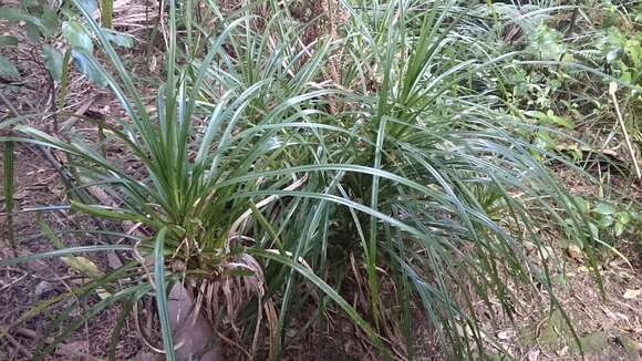 Freycinetia banksii A. Cunn. resmi