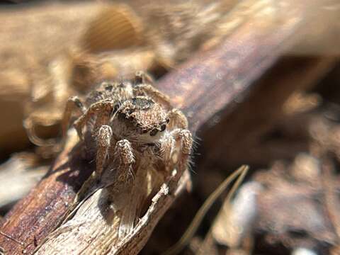 Image of Habronattus mustaciatus (Chamberlin & Ivie 1941)