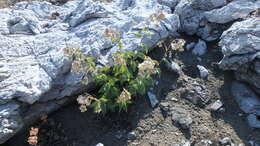 Image de Brickellia grandiflora (Hook.) Nutt.