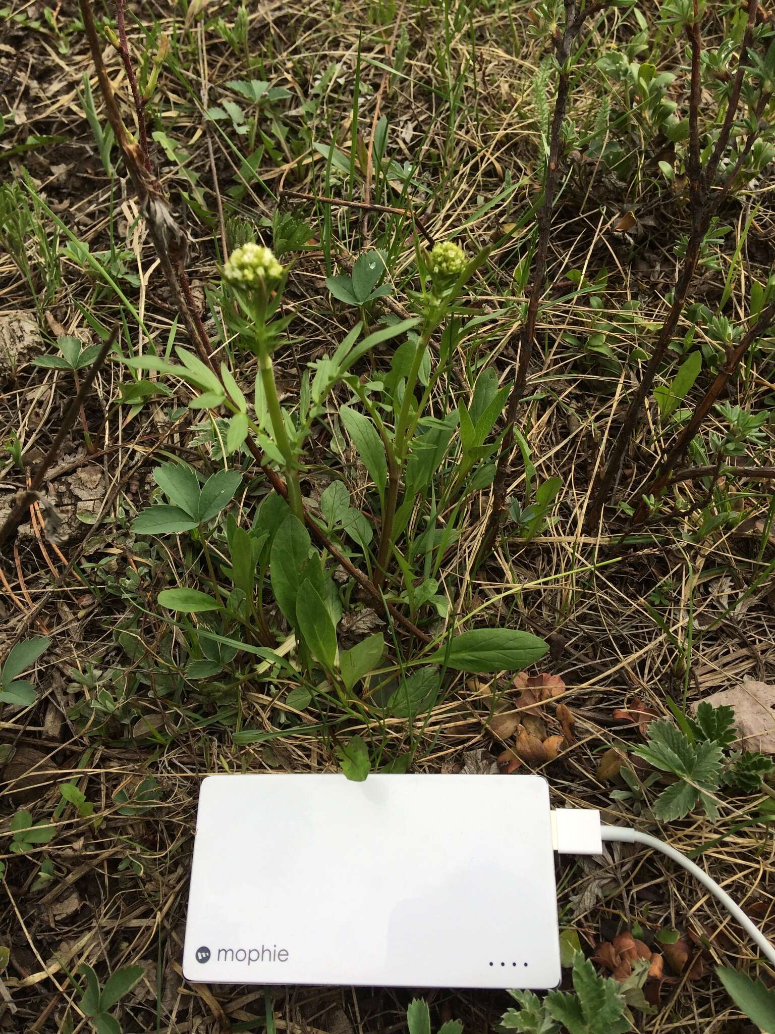 Image of marsh valerian