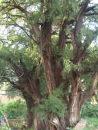 Image of Mexican Cypress