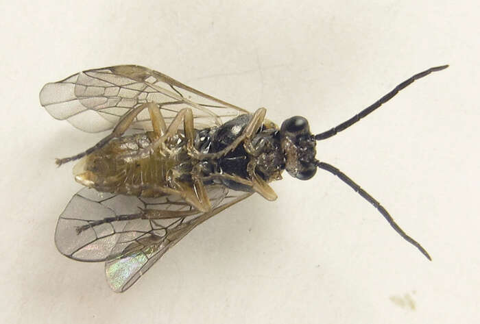 <i>Euura viduatina</i>的圖片