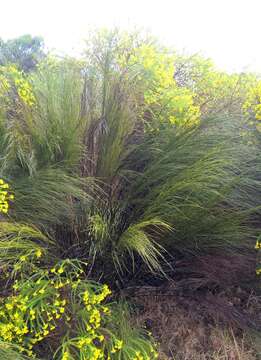 Image of Restio paniculatus Rottb.