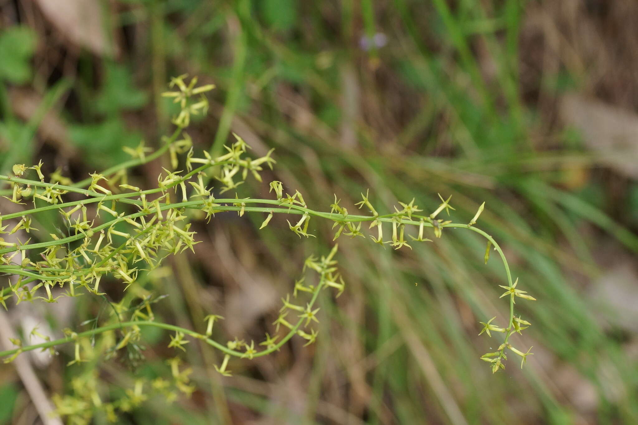 Image of Stackhousia viminea Sm.