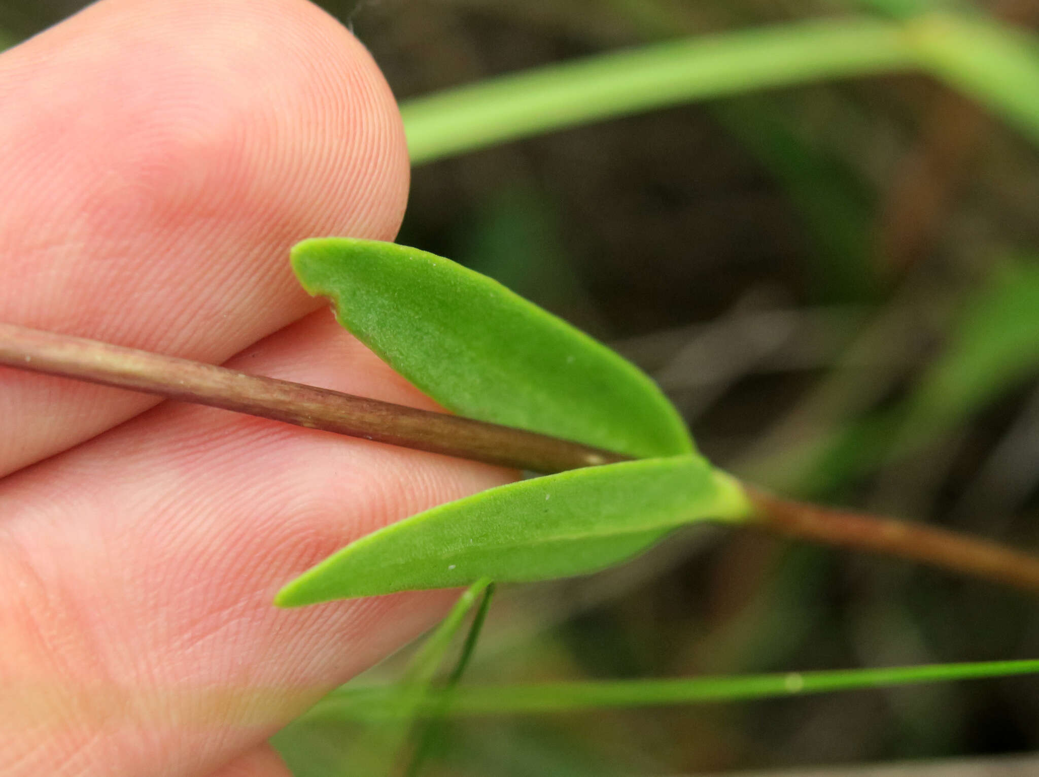 Image of Mendocino gentian