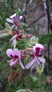 Image of sweet scented geranium