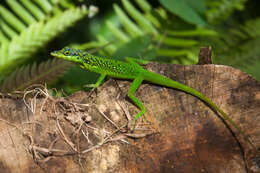 Image of Martinique's Anole