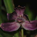Image of Pescatoria lehmannii Rchb. fil.