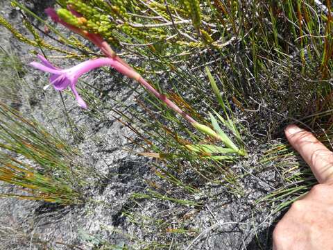 Imagem de Watsonia coccinea (Herb. ex Baker) Baker