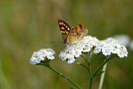 Image of Lycaena feredayi (Bates 1867)